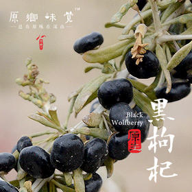  在青海柴达木盆地的深处，却生长着让人类逆生长的黑色野果 