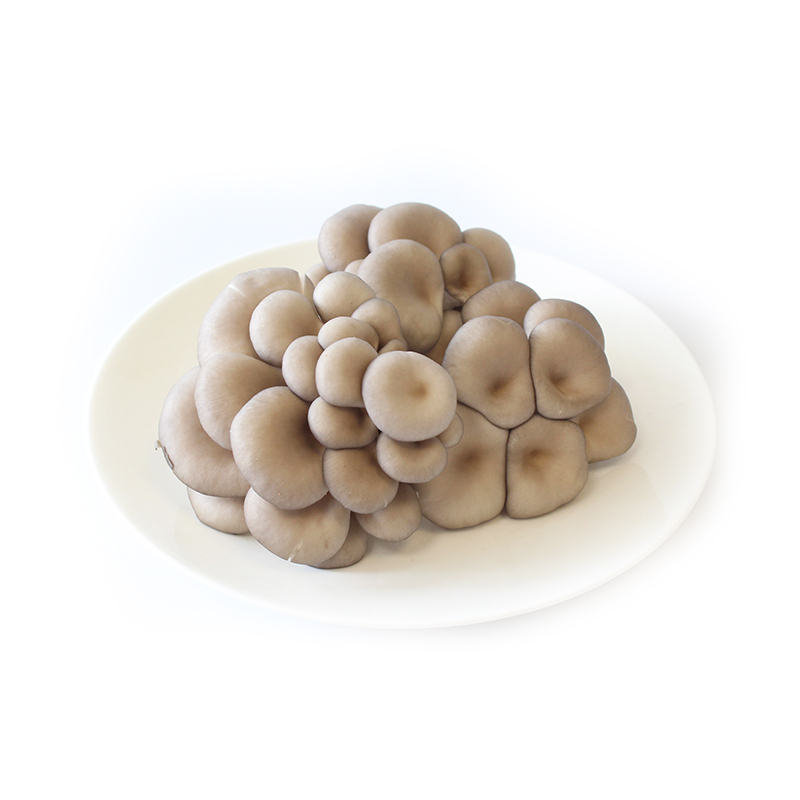 【有机平菇】 oyster mushroom 有机种植 农场直供 肉厚味美 s0010