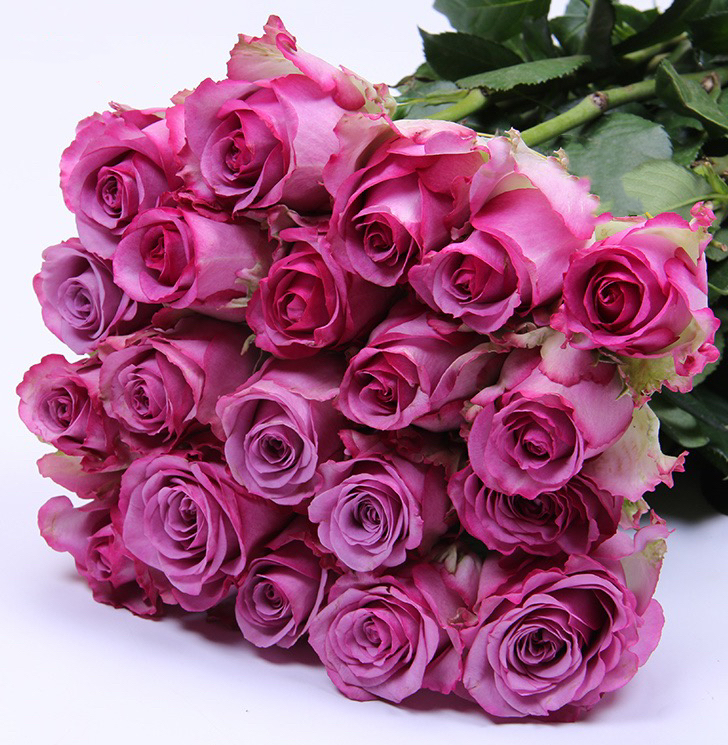玫瑰|冷美人 20枝/扎 紫色