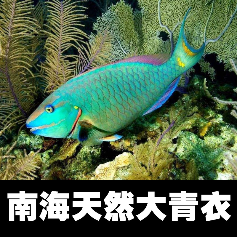 珍稀鱼王--南海野生青衣(约两斤)