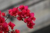 我爱家乡的三角梅 商品缩略图0
