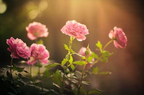 （永久下架）保加利亚玫瑰之旅【高端定制】 商品图0