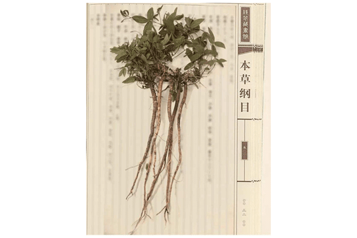 当时所用的草药,就是这