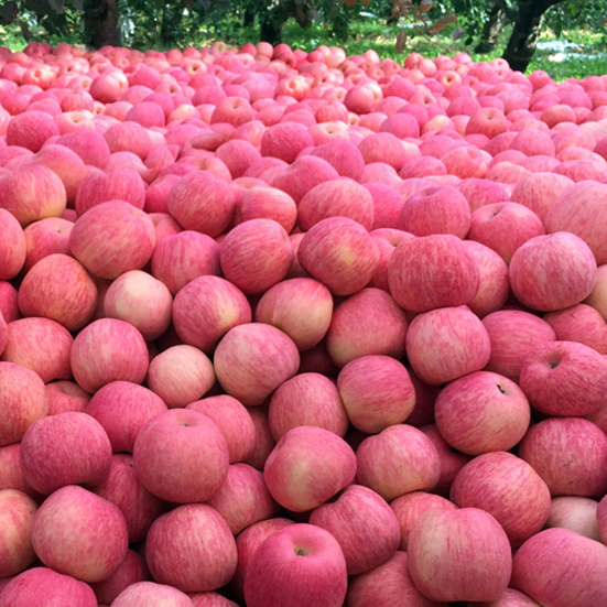 山东沂源新鲜霜降红富士苹果 大果9枚装 当季现摘水果