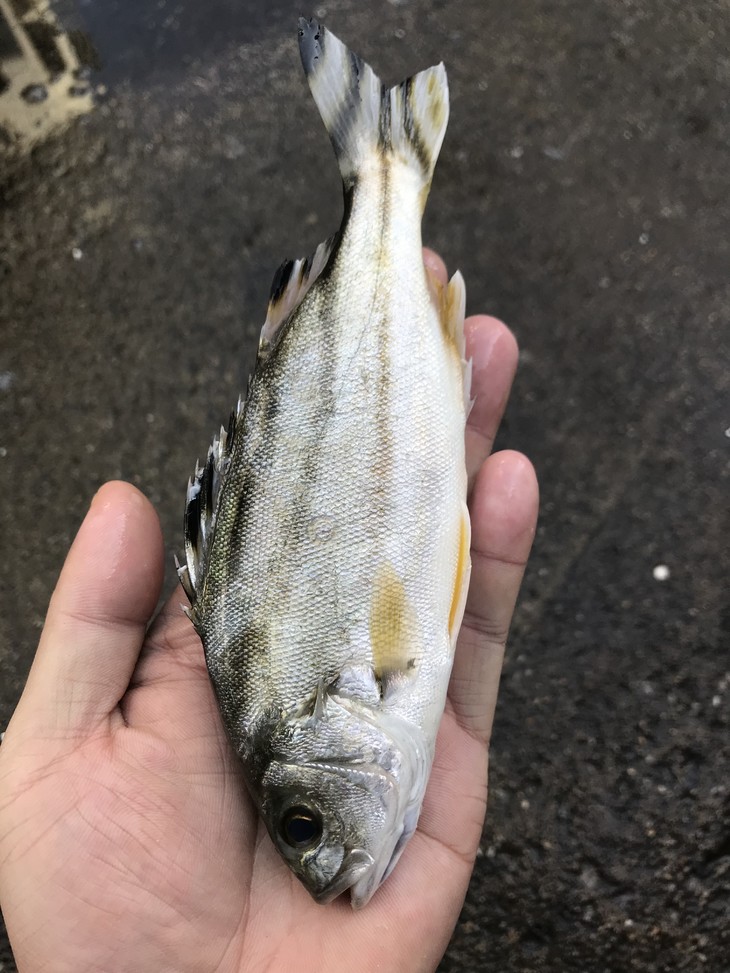 预定丁公鱼丨西瓜皮鱼花身鸡鱼肉质嫩滑少刺