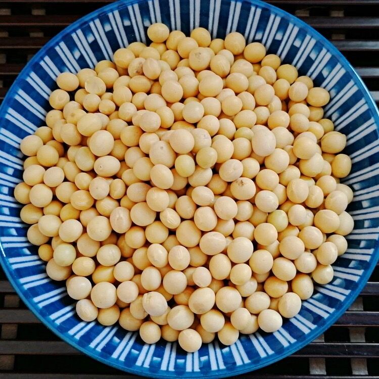 东北老种子黄豆/黑豆 500克 农家菜园有机种植