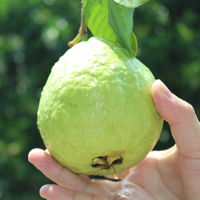 番石榴岛1003番石榴岛