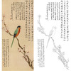 于非闇竖幅工笔花鸟白描底稿-杏花鹦鹉-YF60 商品缩略图0