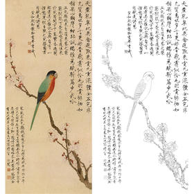 于非闇竖幅工笔花鸟白描底稿-杏花鹦鹉-YF60