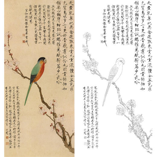 于非闇竖幅工笔花鸟白描底稿-杏花鹦鹉-YF60 商品图0