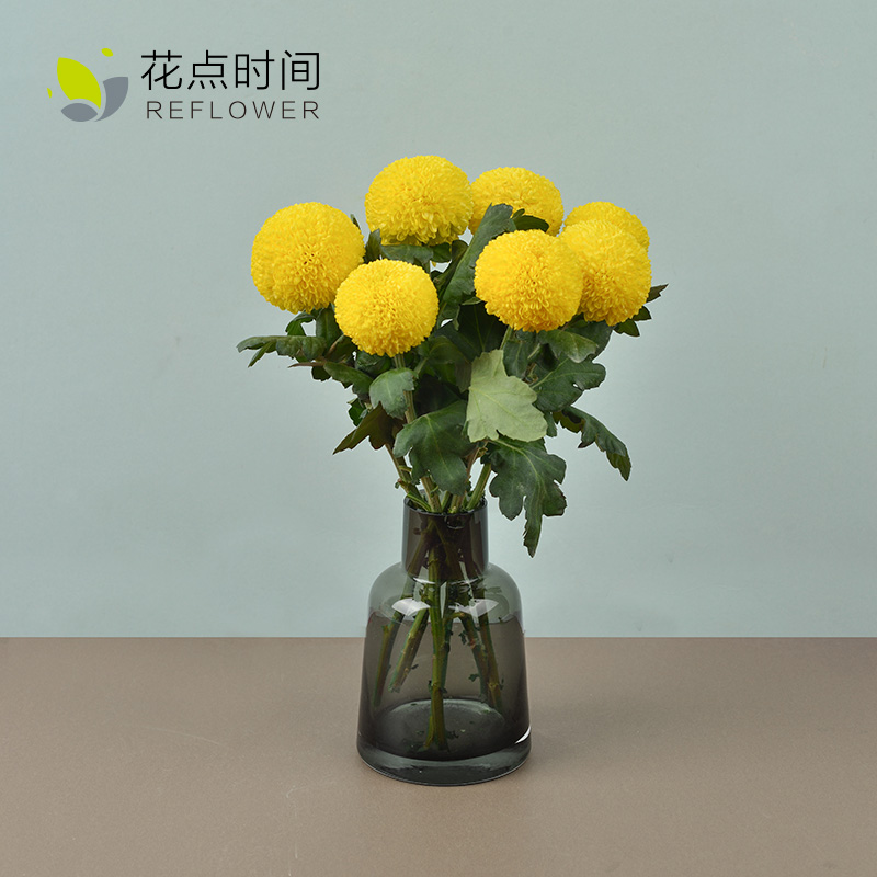 「乒乓菊」| 5枝,粉色