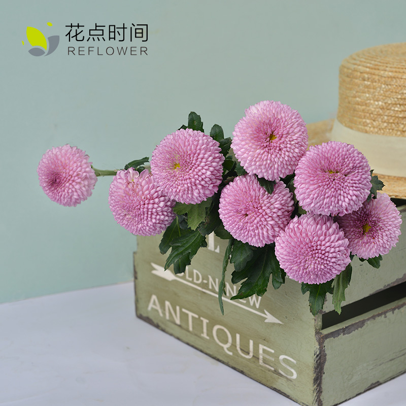 「乒乓菊」| 5枝,粉色