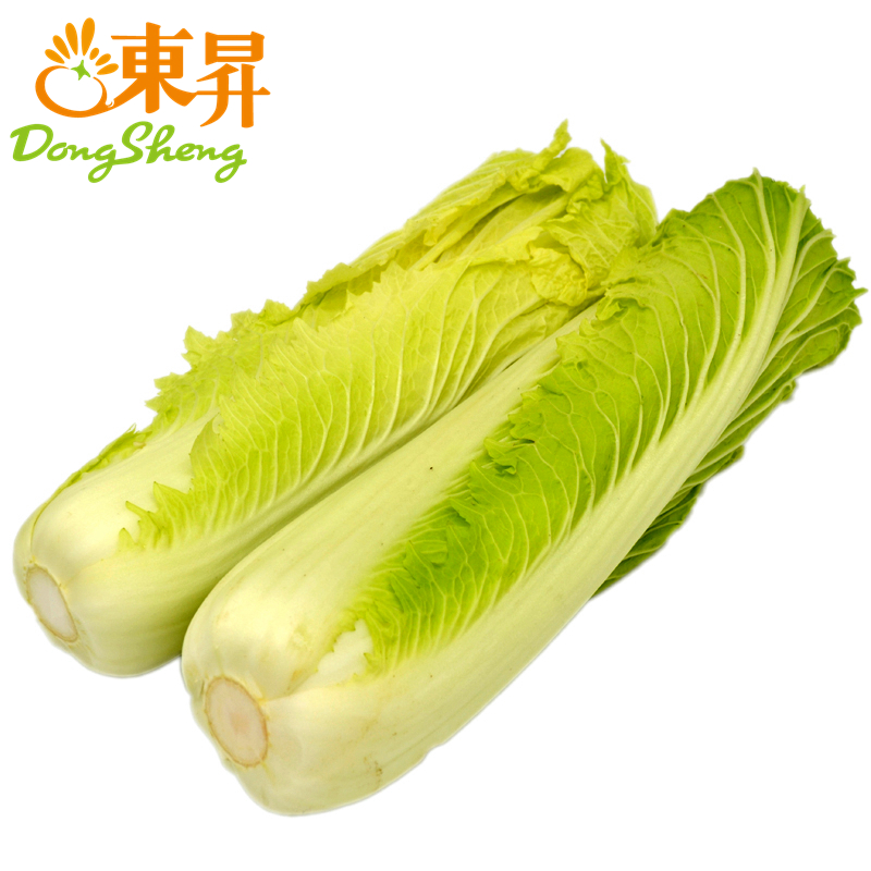 【特惠】东升农场 绍菜 大白菜 黄牙白 800g 广州供港新鲜蔬菜配送