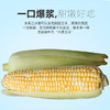 【最后5小时】甜嫩水果玉米——亦果亦蔬，引爆味蕾 商品缩略图0