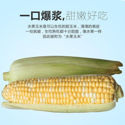 【最后5小时】甜嫩水果玉米——亦果亦蔬，引爆味蕾 商品图0