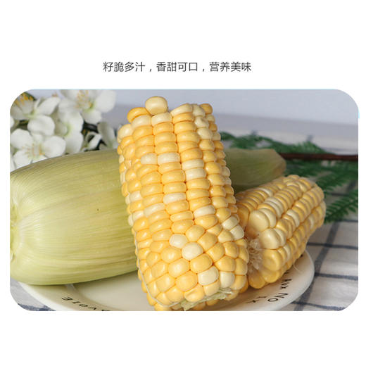 【最后5小时】甜嫩水果玉米——亦果亦蔬，引爆味蕾 商品图1