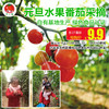 自有基地生产 绿色食品认证【9.9元】沃小番有机水果番茄 元旦三天采摘限量抢！ 商品缩略图0
