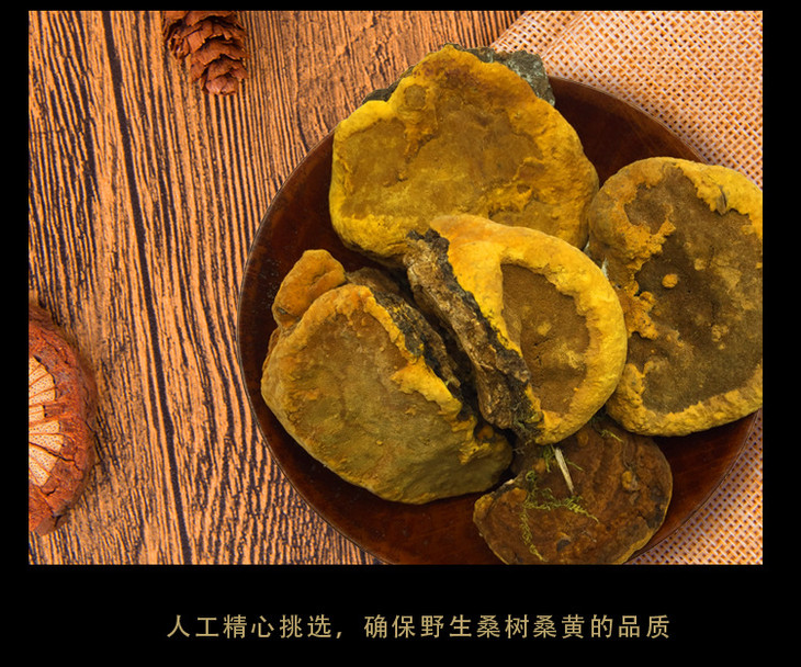 野生桑树桑黄