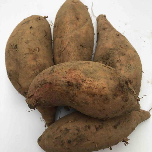 七里香红薯（香中带甜） 商品图1