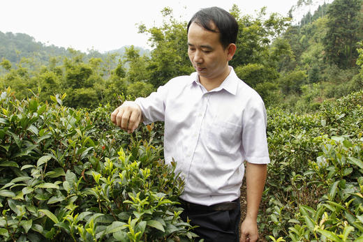 走访和隆茶厂：黎宝林 商品图0