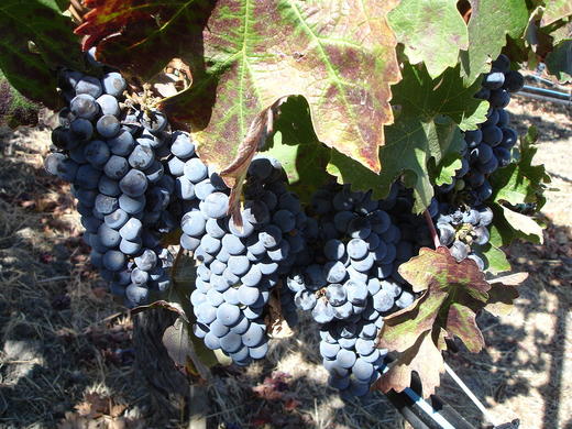 朗歌巴顿庄园干红葡萄酒1855三级庄Chateau Langoa Barton2013 商品图2