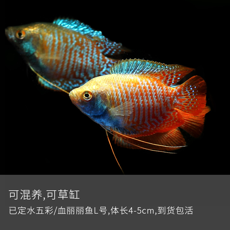 五彩/血丽丽鱼