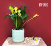 黄金万两 · 盆栽（含花盆） 商品缩略图1