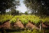 博卡索庄园干红葡萄酒2016CHATEAU DE BEAUCASTEL 商品缩略图5