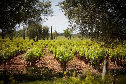 博卡索庄园干红葡萄酒2016CHATEAU DE BEAUCASTEL 商品图5