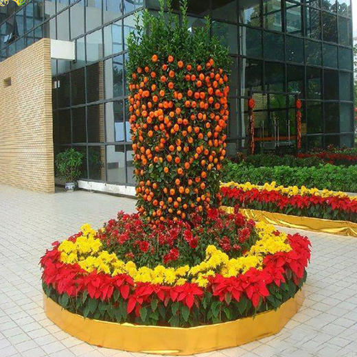 年桔盆景组合-2米金桔年桔圣诞红办公室年会金桔树盆栽室内植物盆景观果金橘年桔四季桔元宵花卉 商品图0