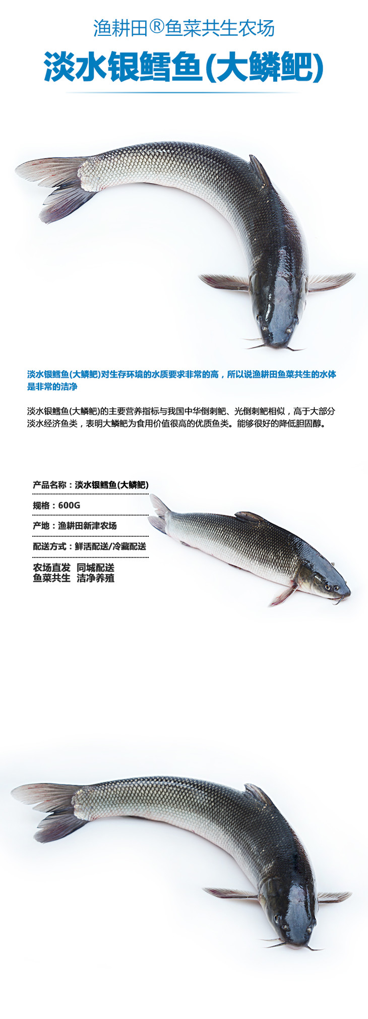 淡水银鳕鱼(大鳞鲃)
