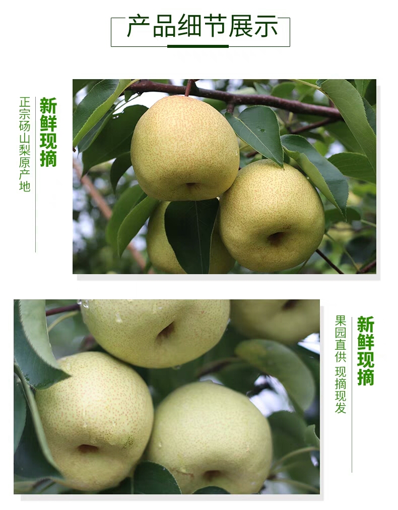 砀山梨新鲜水果梨子整箱5斤包邮批发现摘现发砀山梨