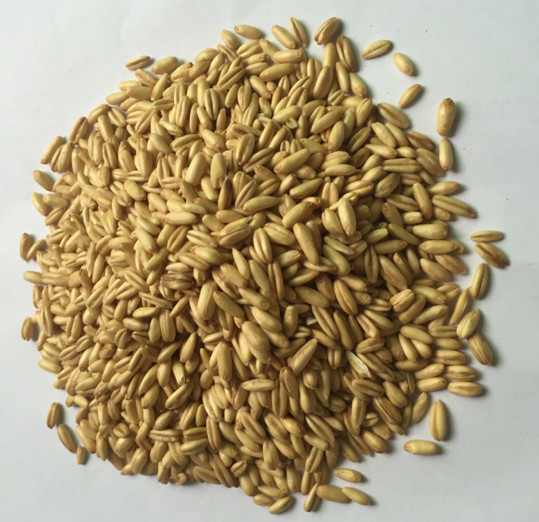 熟燕麦（5斤装）