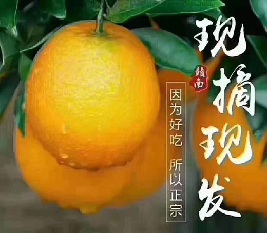 江西赣南脐橙/10斤（包邮） 商品图2
