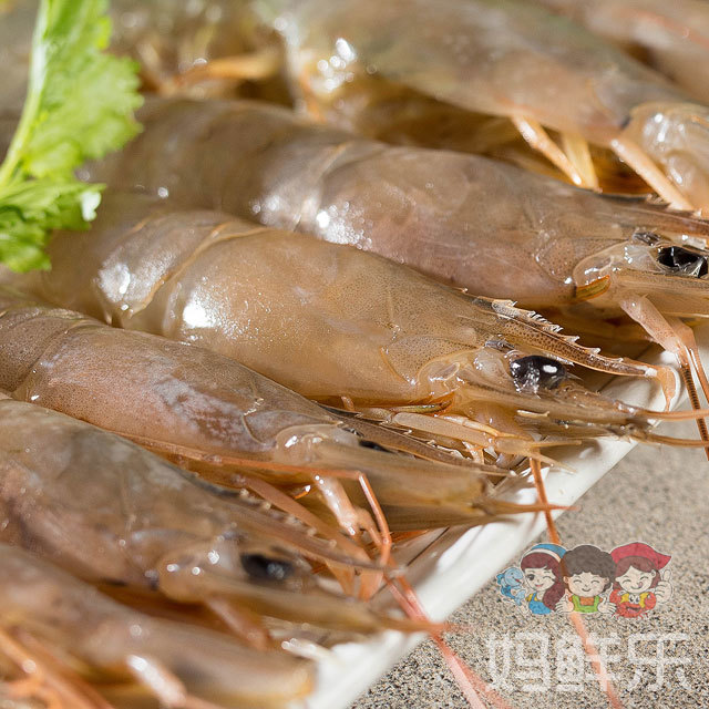 【野生中沙鲈虾】纯野生海捕,肉质鲜美,q弹脆甜,每份净重约250克,约18