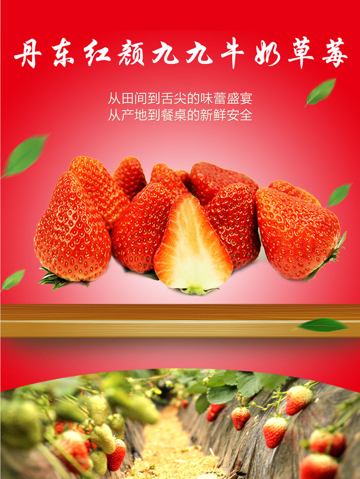 丹东红颜九九牛奶草莓