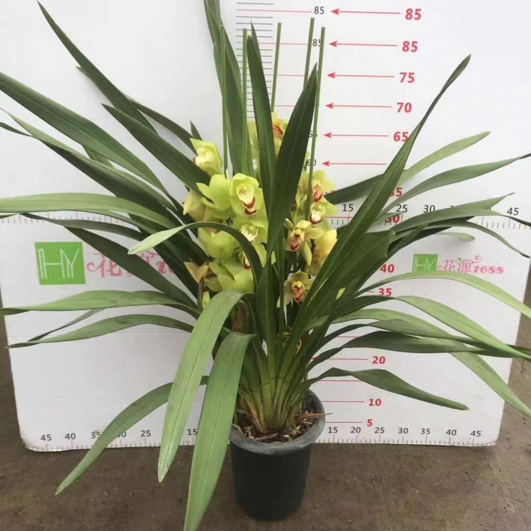 1盆装 绿色大花蕙兰
