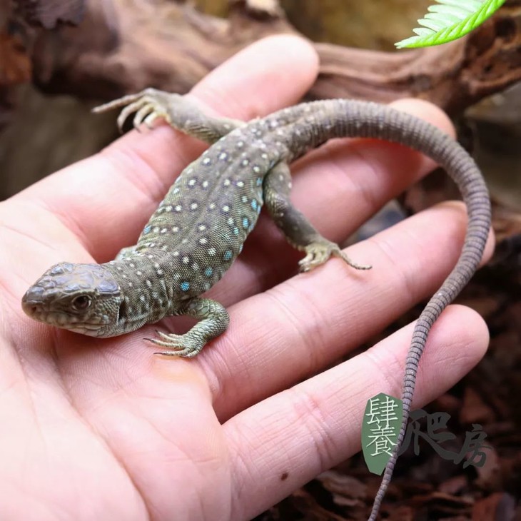 ht蓝斑珠宝蜥 | 体长 19 ~ 23 厘米