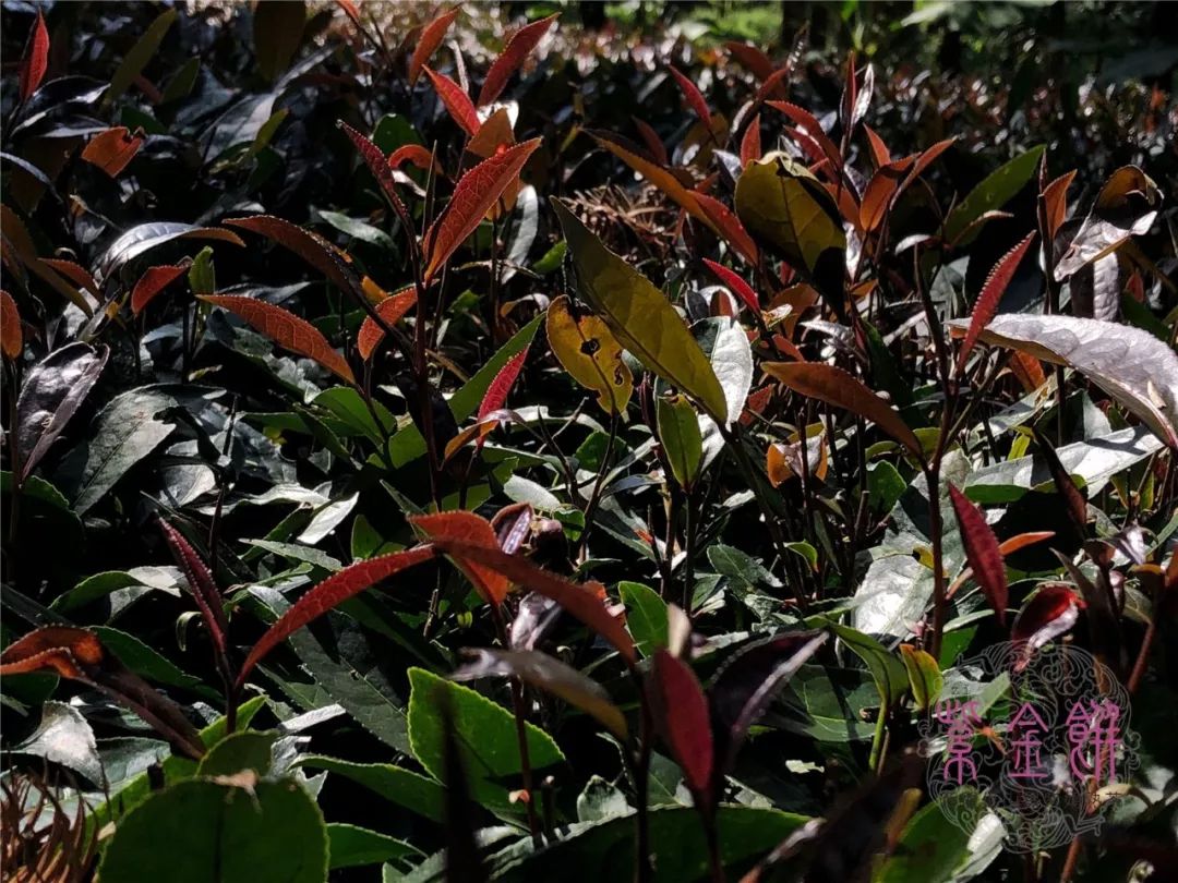 工坊私藏紫金饼西盟佤山黑紫娟熟茶2018