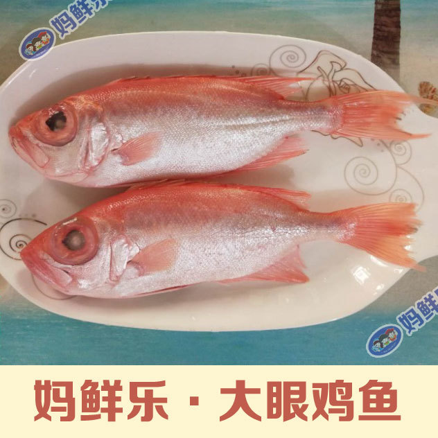 【大眼鸡鱼】 学名大眼鲷,纯野生海捕 产量很少 市场少见!