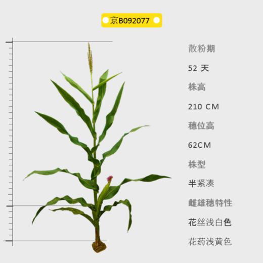 京B092077自交系 商品图0
