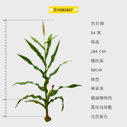 京H083467自交系 商品图0