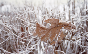 妲己调查 原价商品