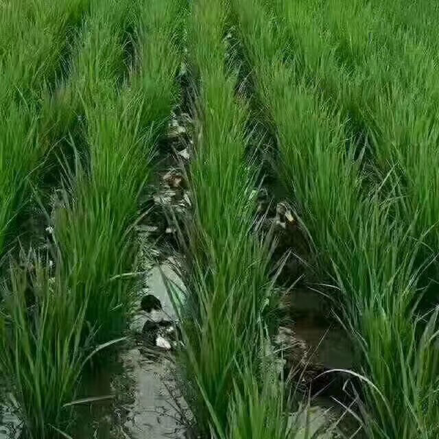 水稻生长期