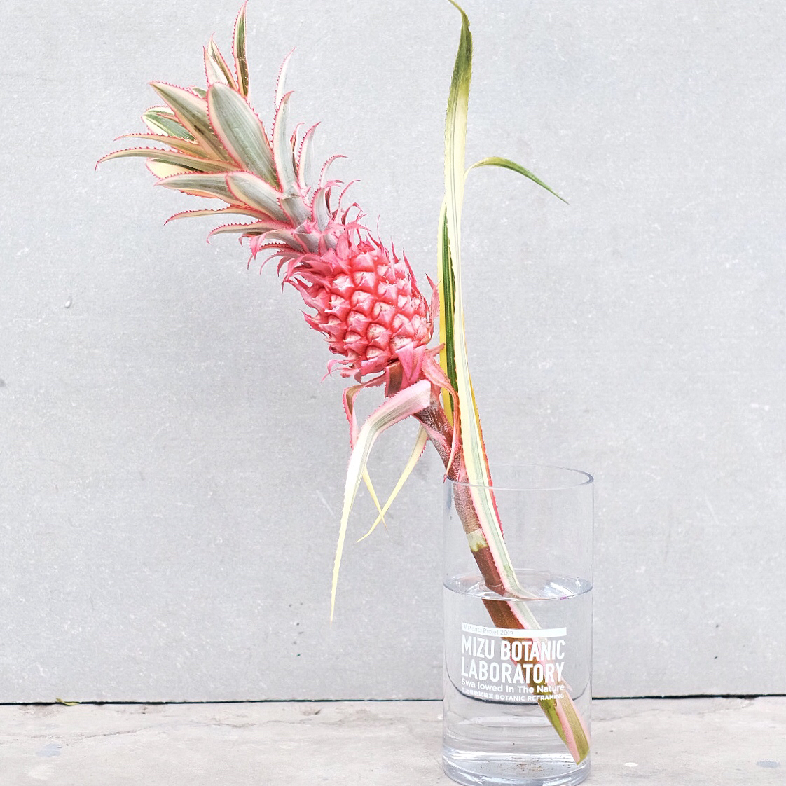 pink pink pinapple 荷兰粉菠萝(提前1天预定)