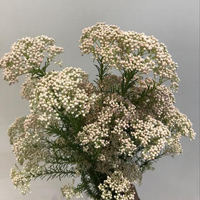 永生系列·米花