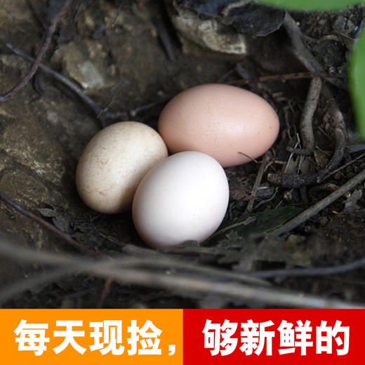 0饲料0抗激素抗生素的土鸡蛋，敢给孩子吃的放心蛋 商品图1