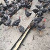 农家散养走地芦花鸡2.5kg左右 商品缩略图2