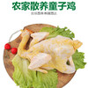 皖南黄鸡（童子鸡+黄油老母鸡）○ 带言 商品缩略图0