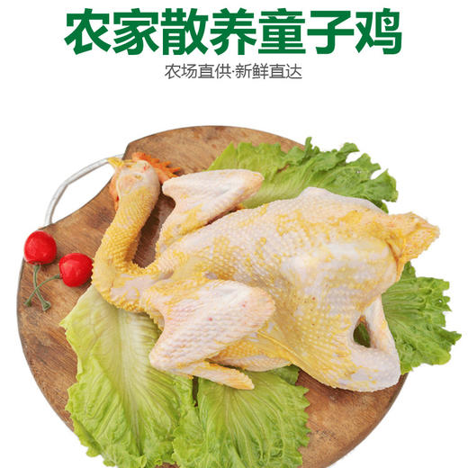 皖南黄鸡（童子鸡+黄油老母鸡）○ 带言 商品图0